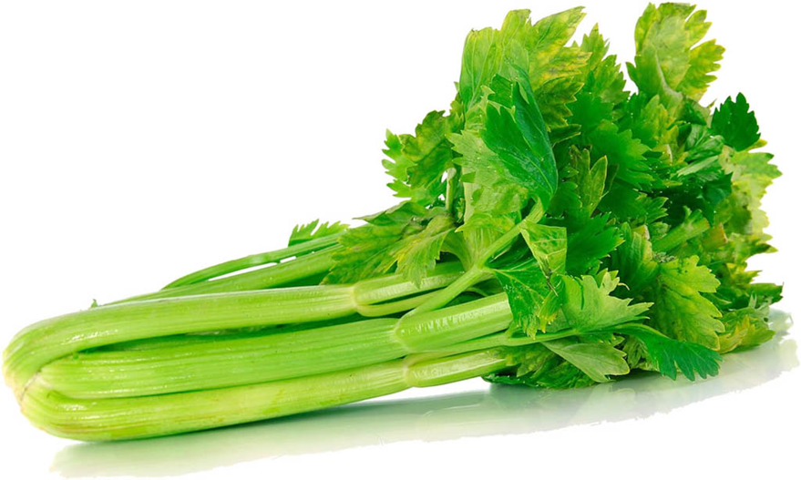 CELERY #24 CT