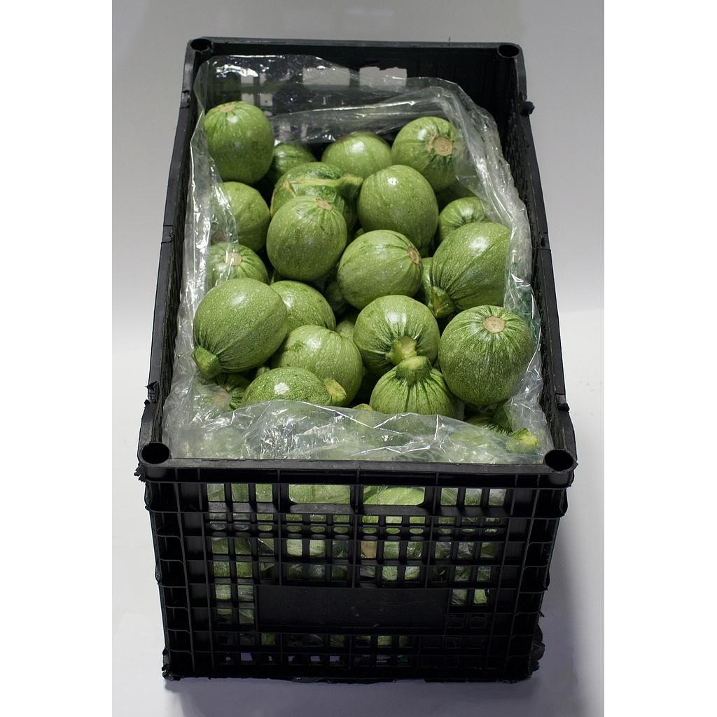 TATUMA SQUASH 35 LBS