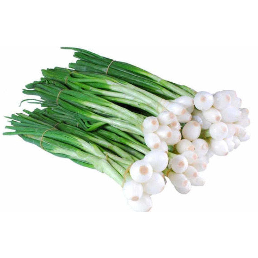 CEBOLLITA MEXICANA #60 PLASTICO (CABEZONA)