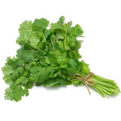 CILANTRO #60 PLASTIC BUNCH