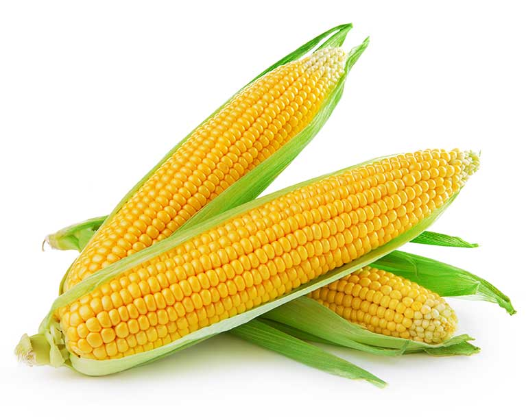 YELLOW CORN 48 CT
