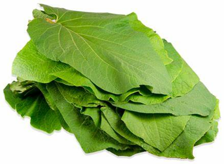 HOJA SANTA