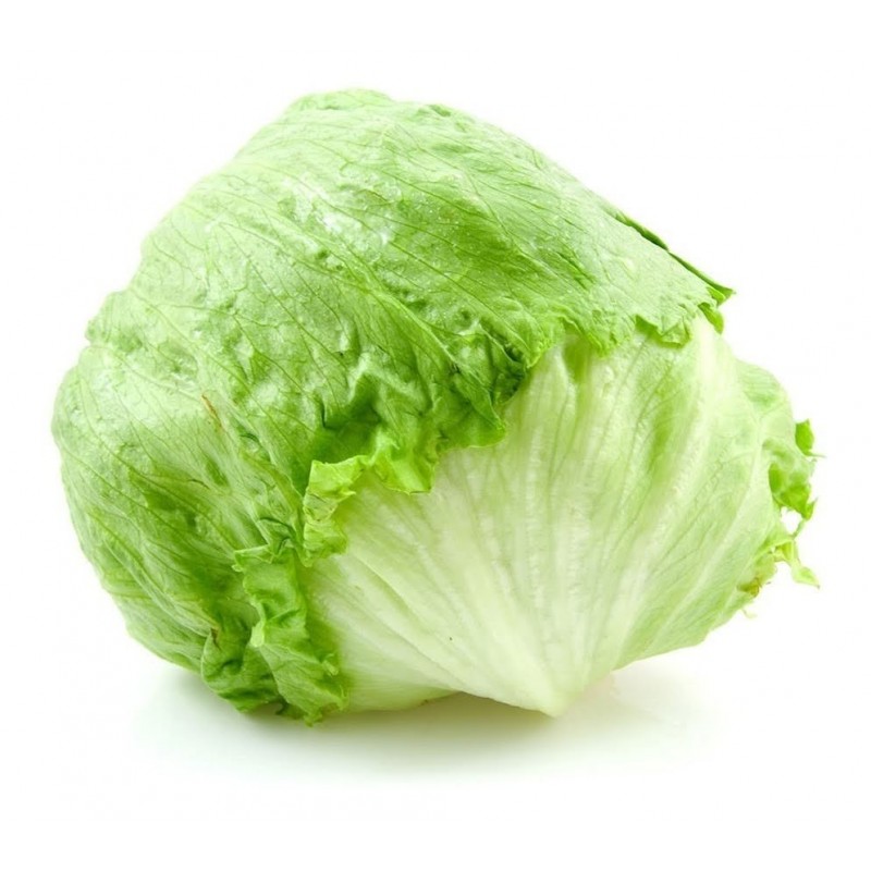 ICEBERG LETTUCE #24 PZ