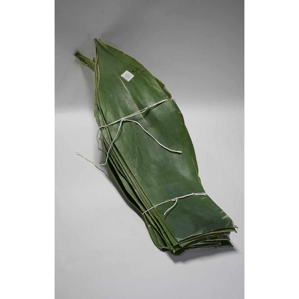 PENCA DE MAGUEY POR PZ