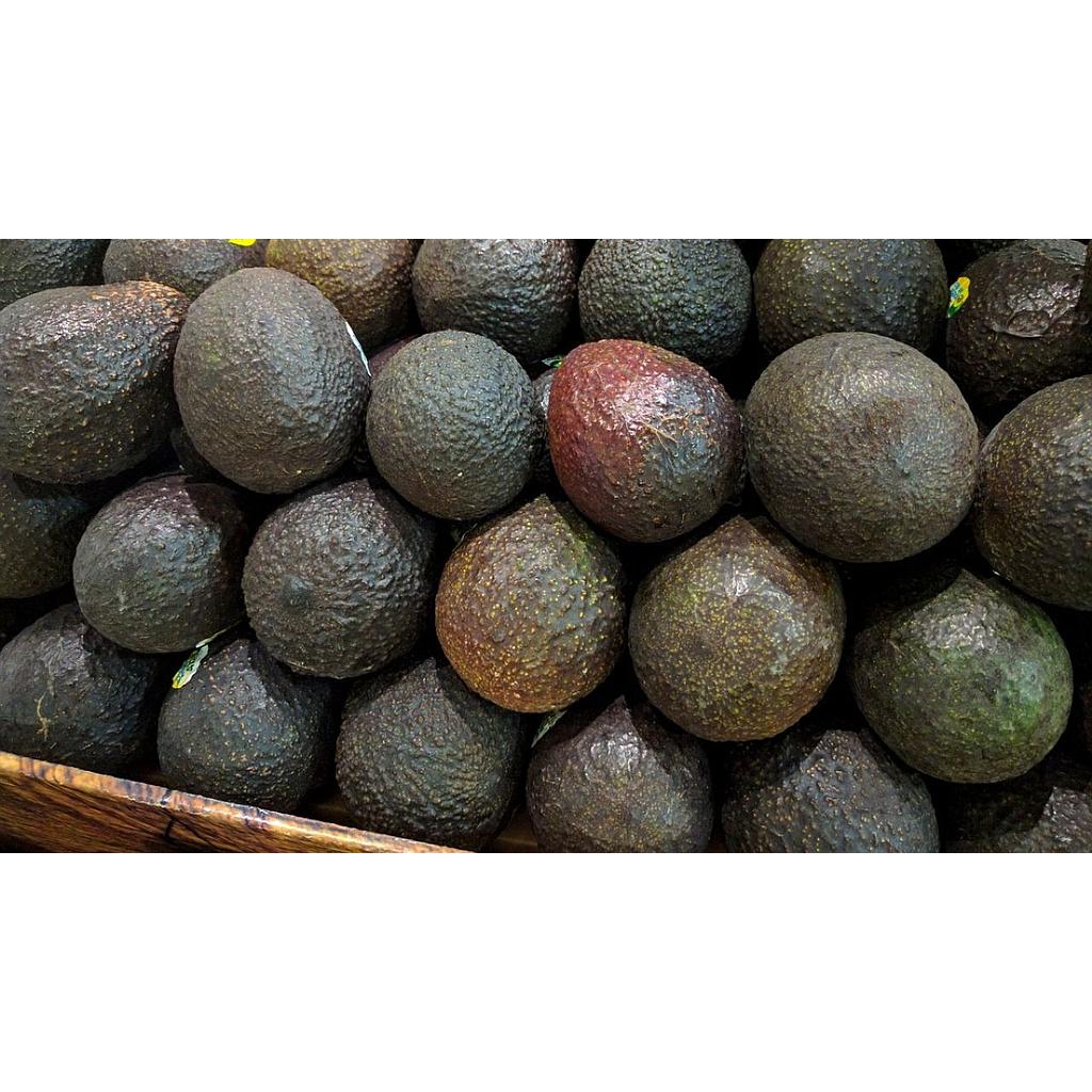 AGUACATE HASS #36 (copia)